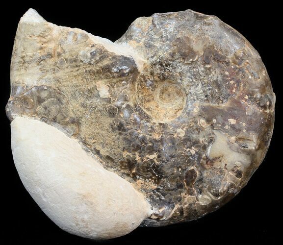 Mammites Ammonite - Goulmima, Morocco #44651